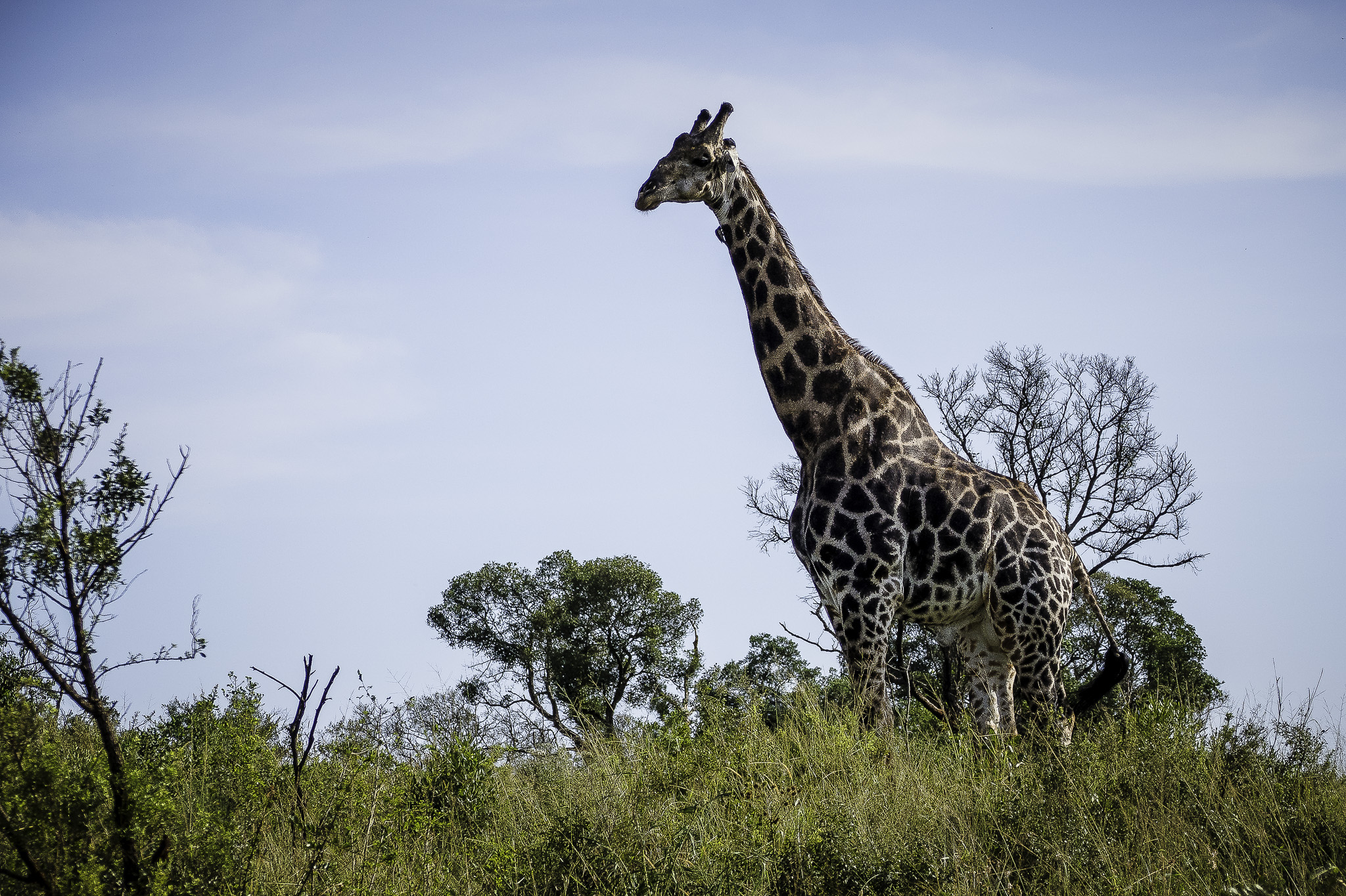Hluhluwe-L-30-Edit.jpg