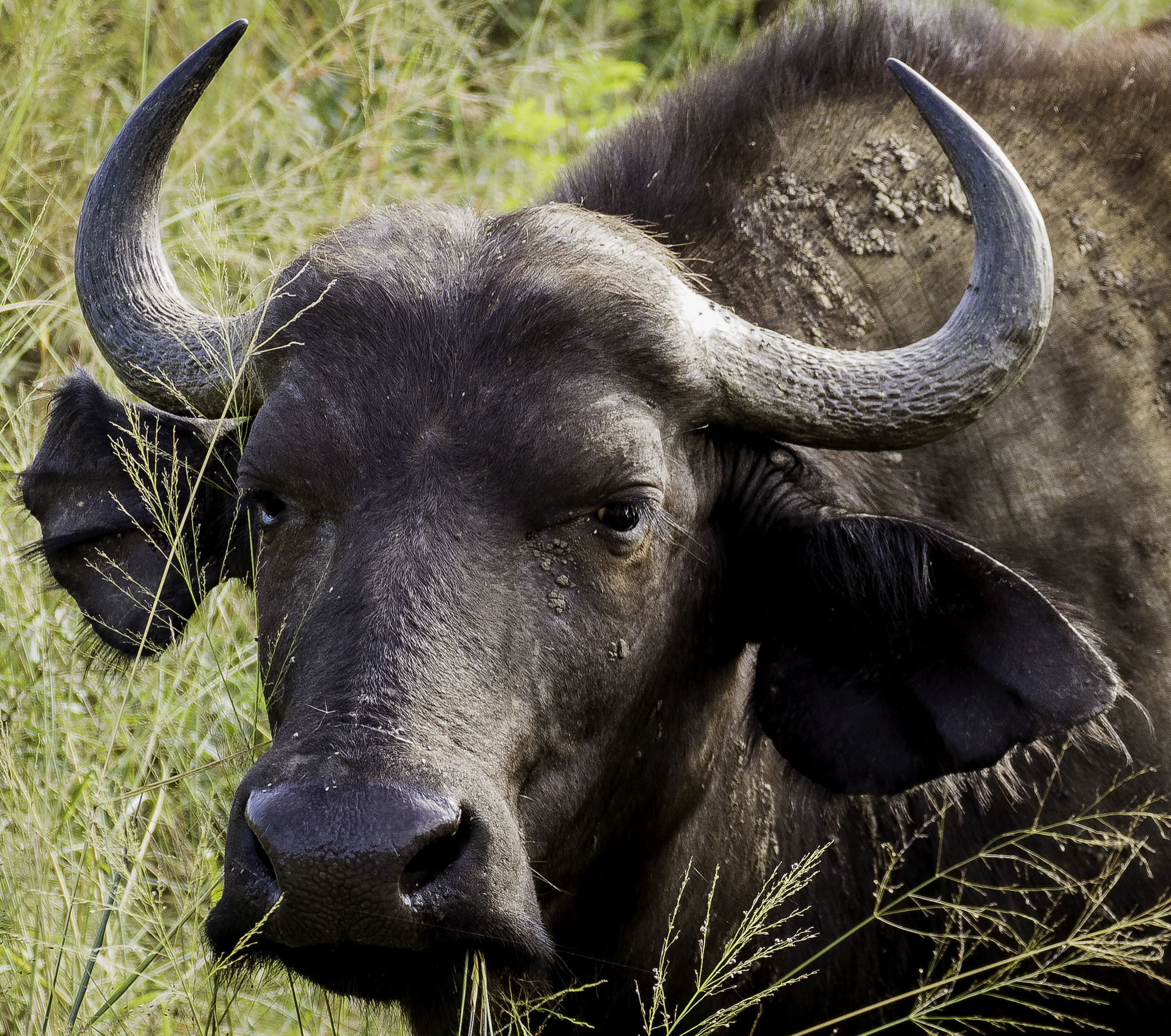 Hluhluwe-L-43-Edit.jpg