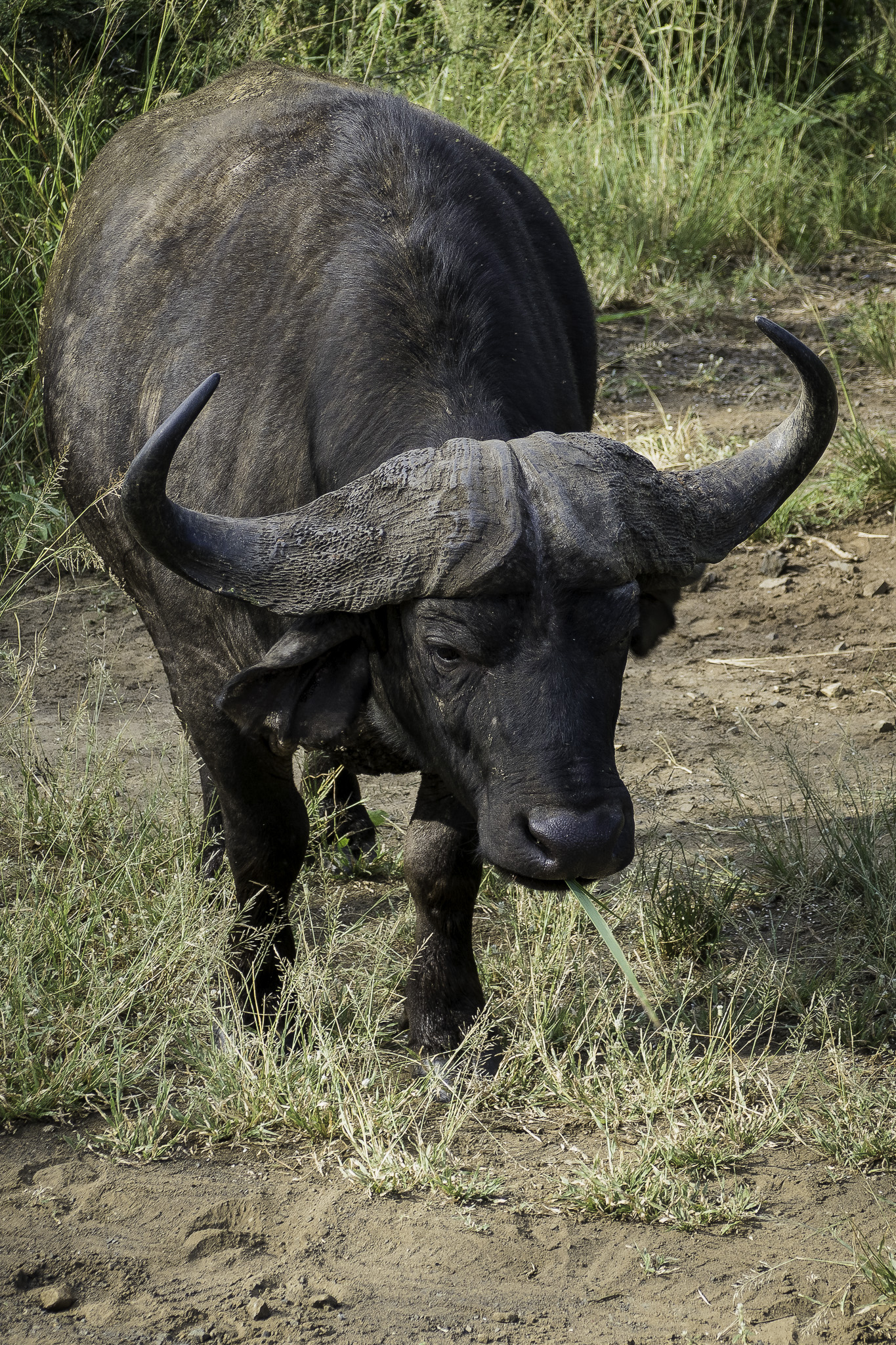 Hluhluwe-L-57.jpg