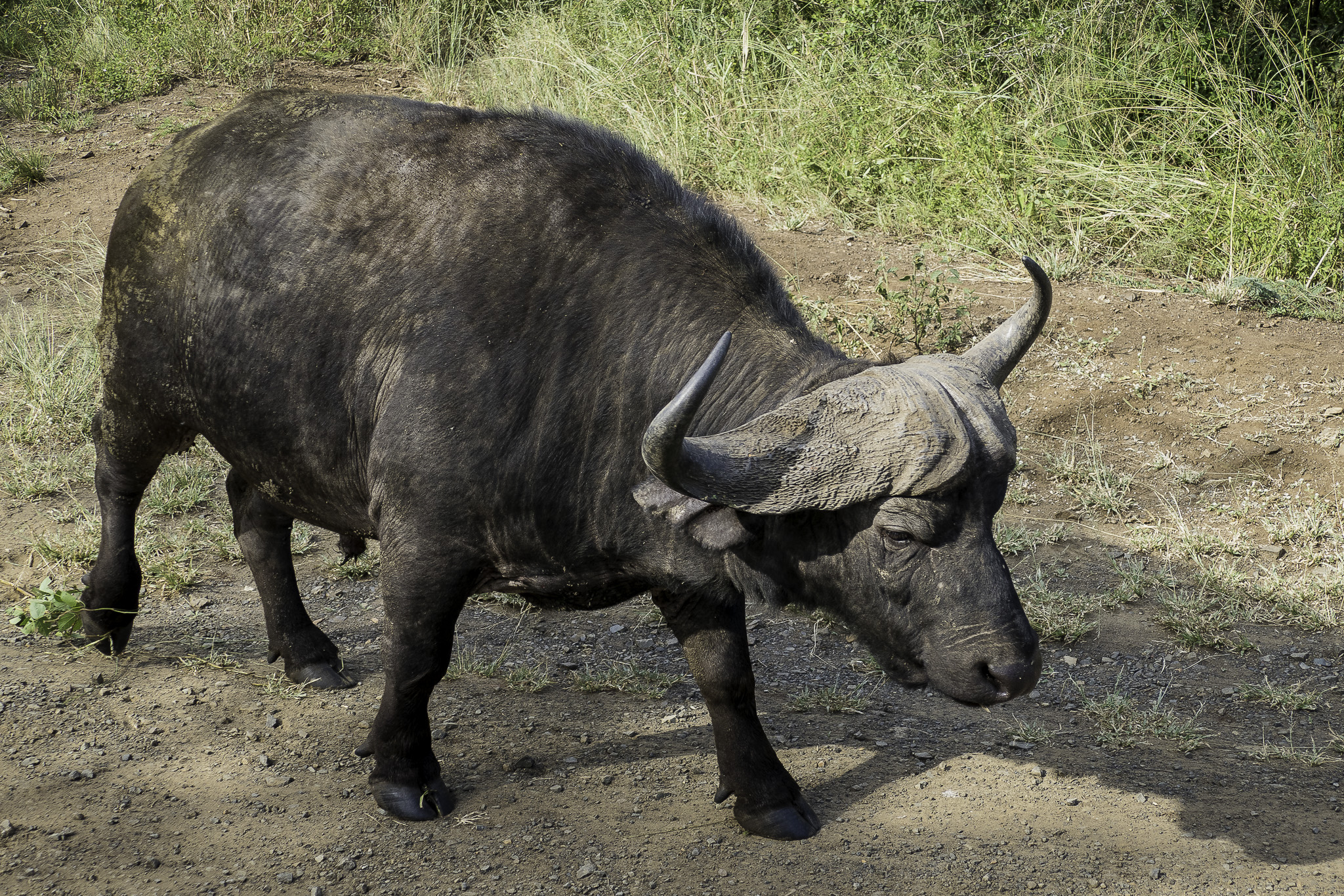 Hluhluwe-L-58.jpg