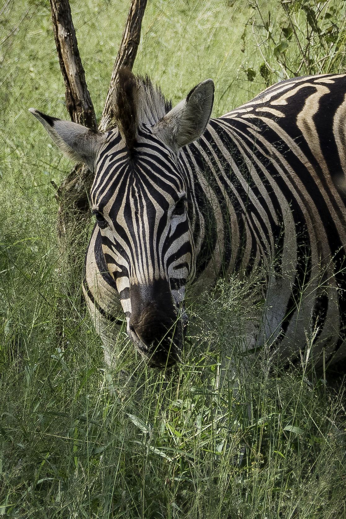 Hluhluwe-L-65.jpg