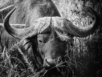 Hluhluwe-C-123_v2.jpg