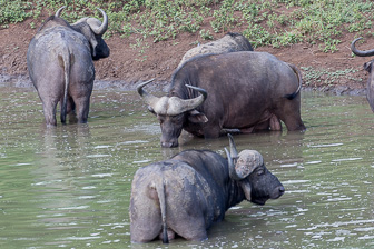 Hluhluwe-C-135.jpg
