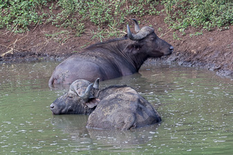 Hluhluwe-C-140.jpg