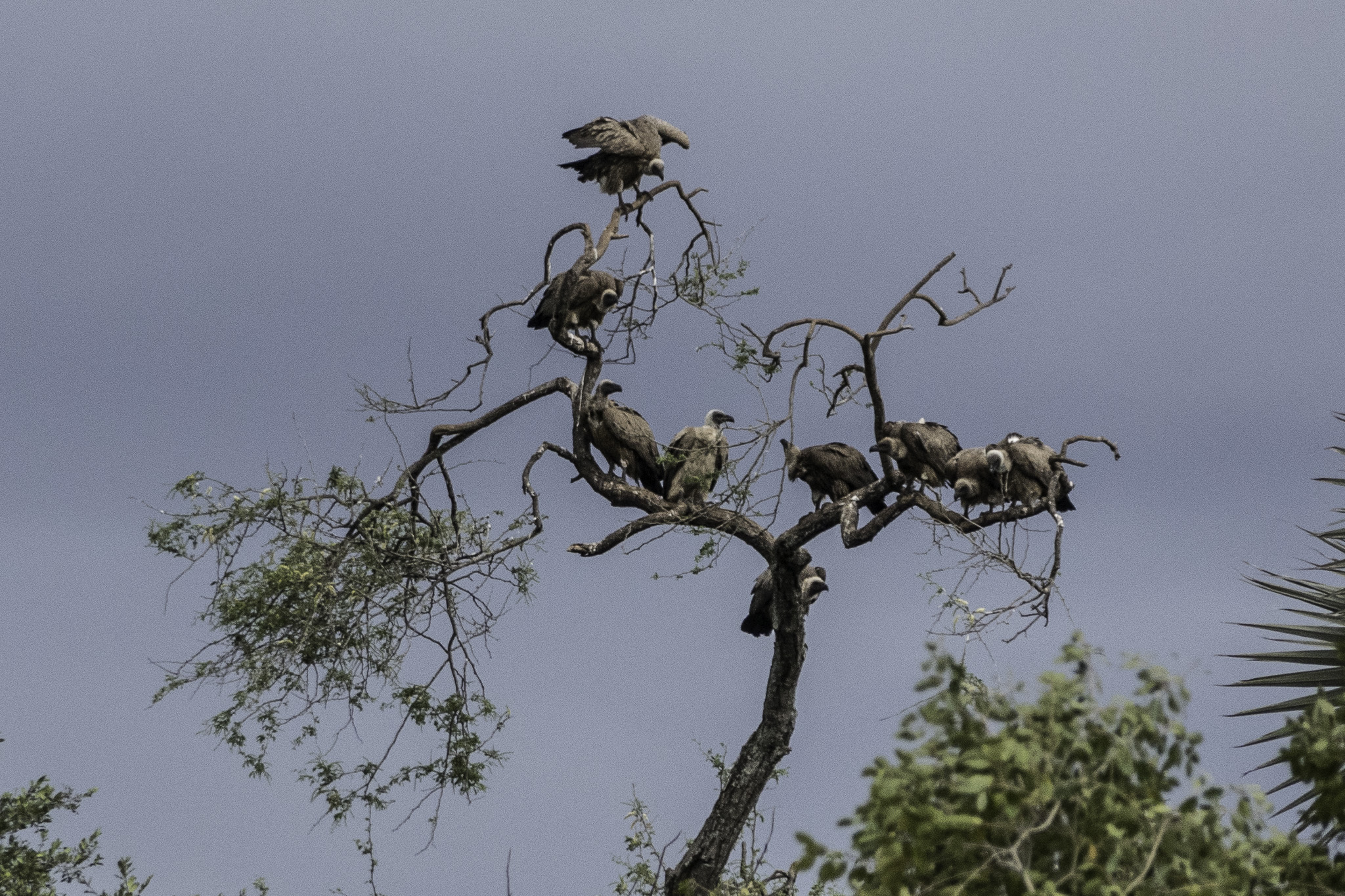Zambeze-L-11.jpg
