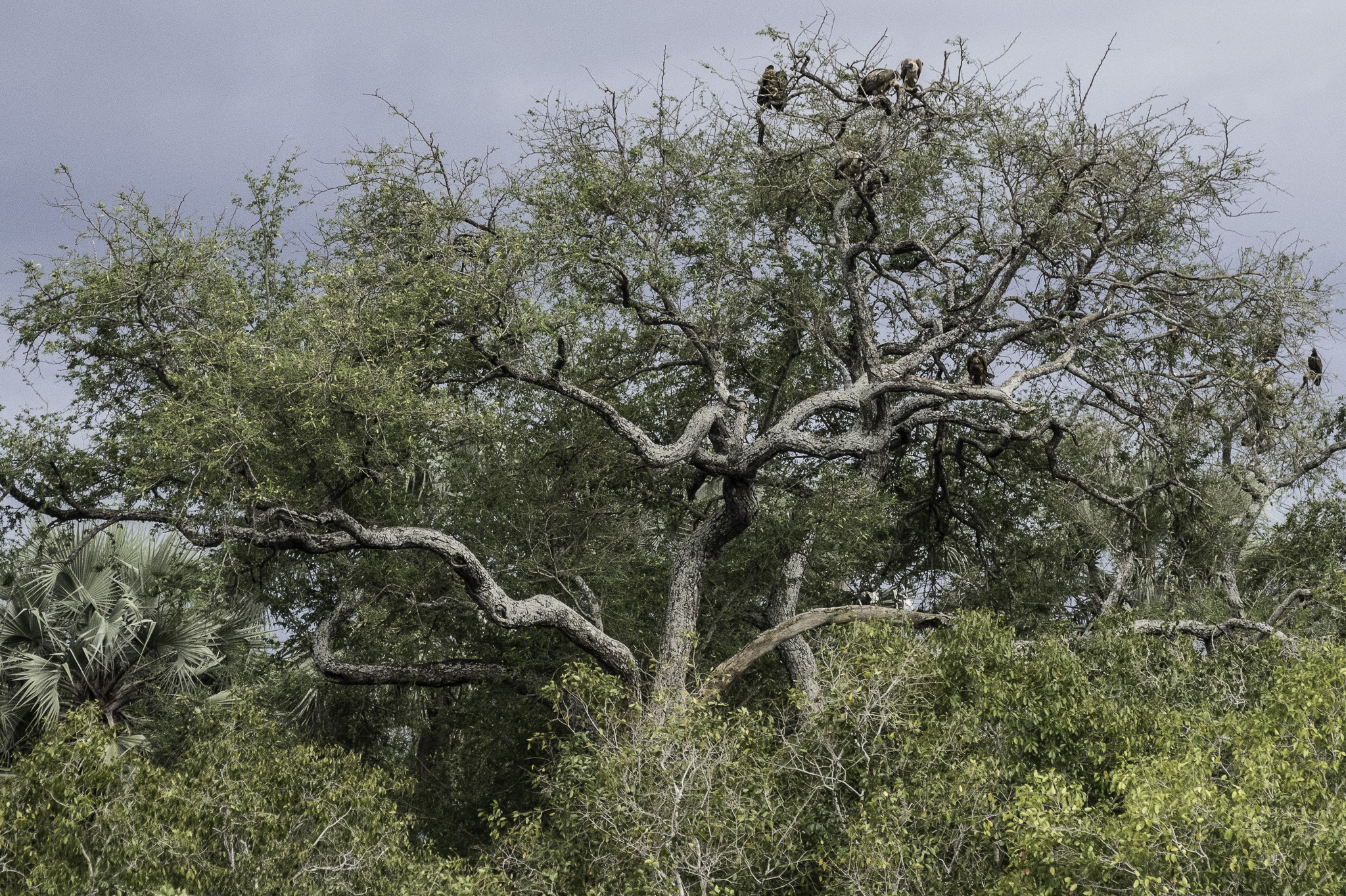Zambeze-L-14.jpg