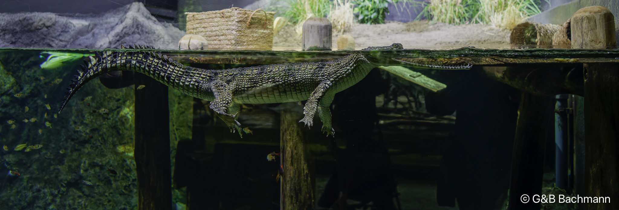 _DSC0306_DxO.jpg