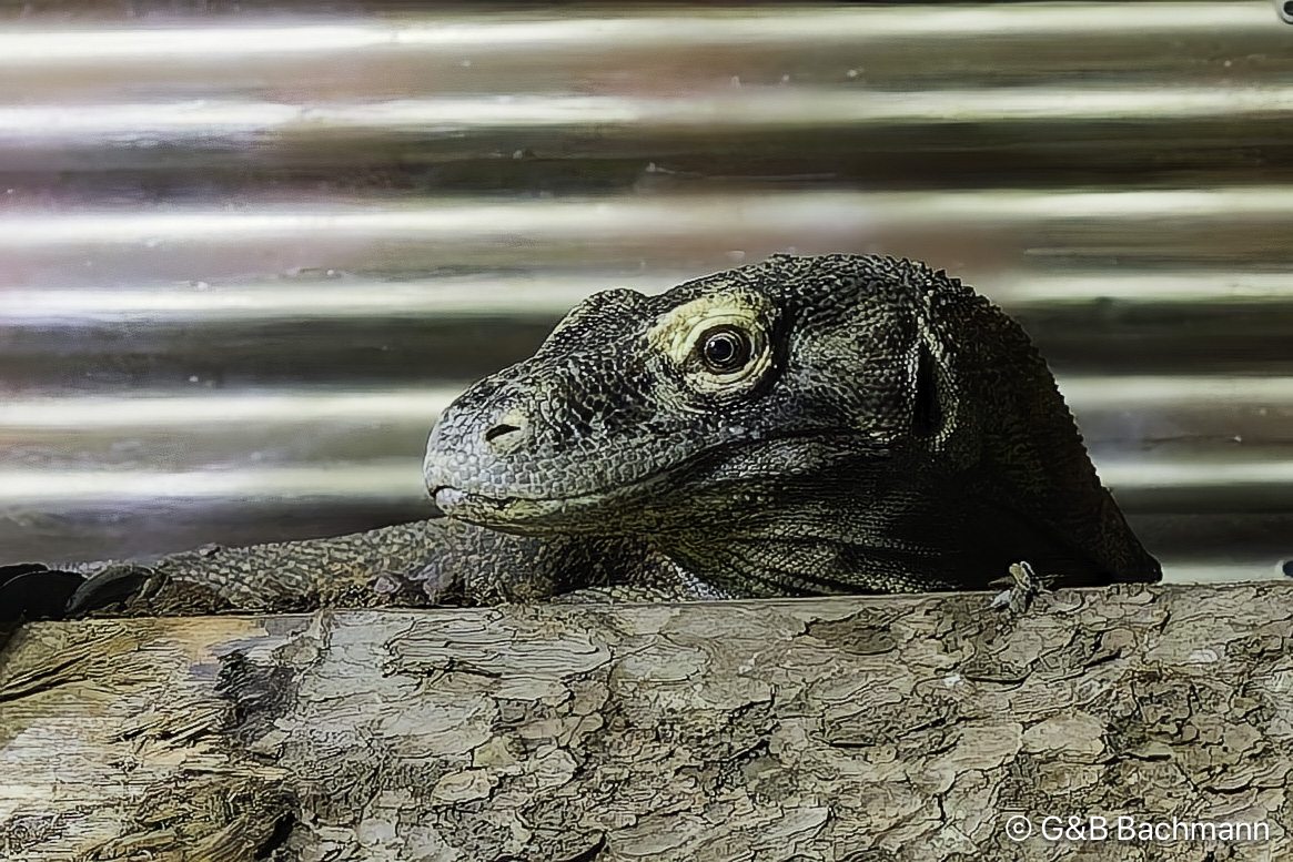 _DSC0325_DxO-Modifier-Modifier.jpg