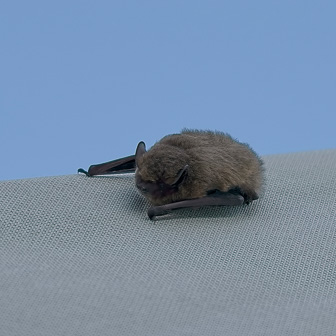 Pipistrelle1-1.jpg