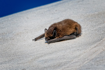 Bats
