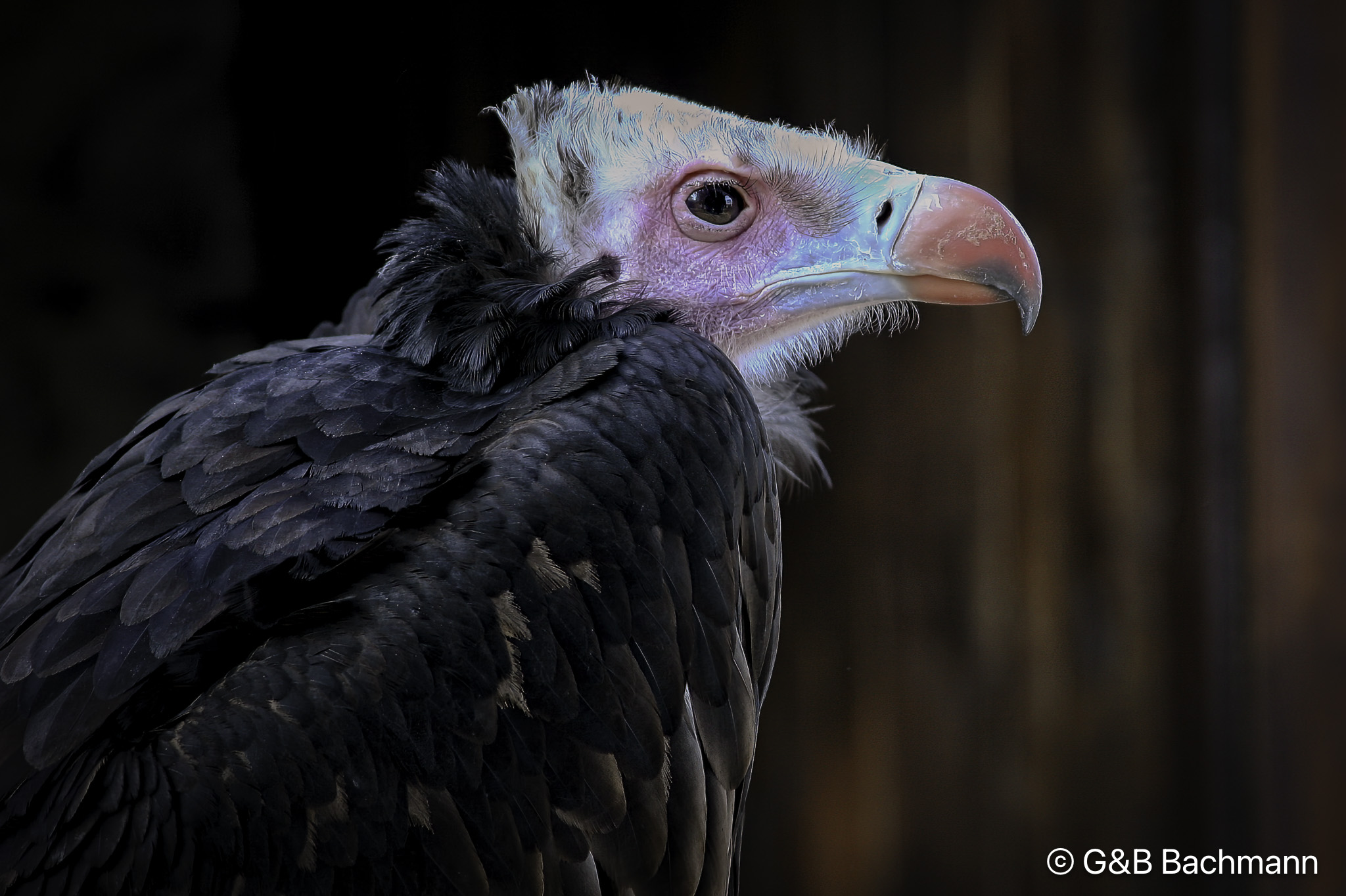Rapaces_Divers_0007-Modifier.jpg