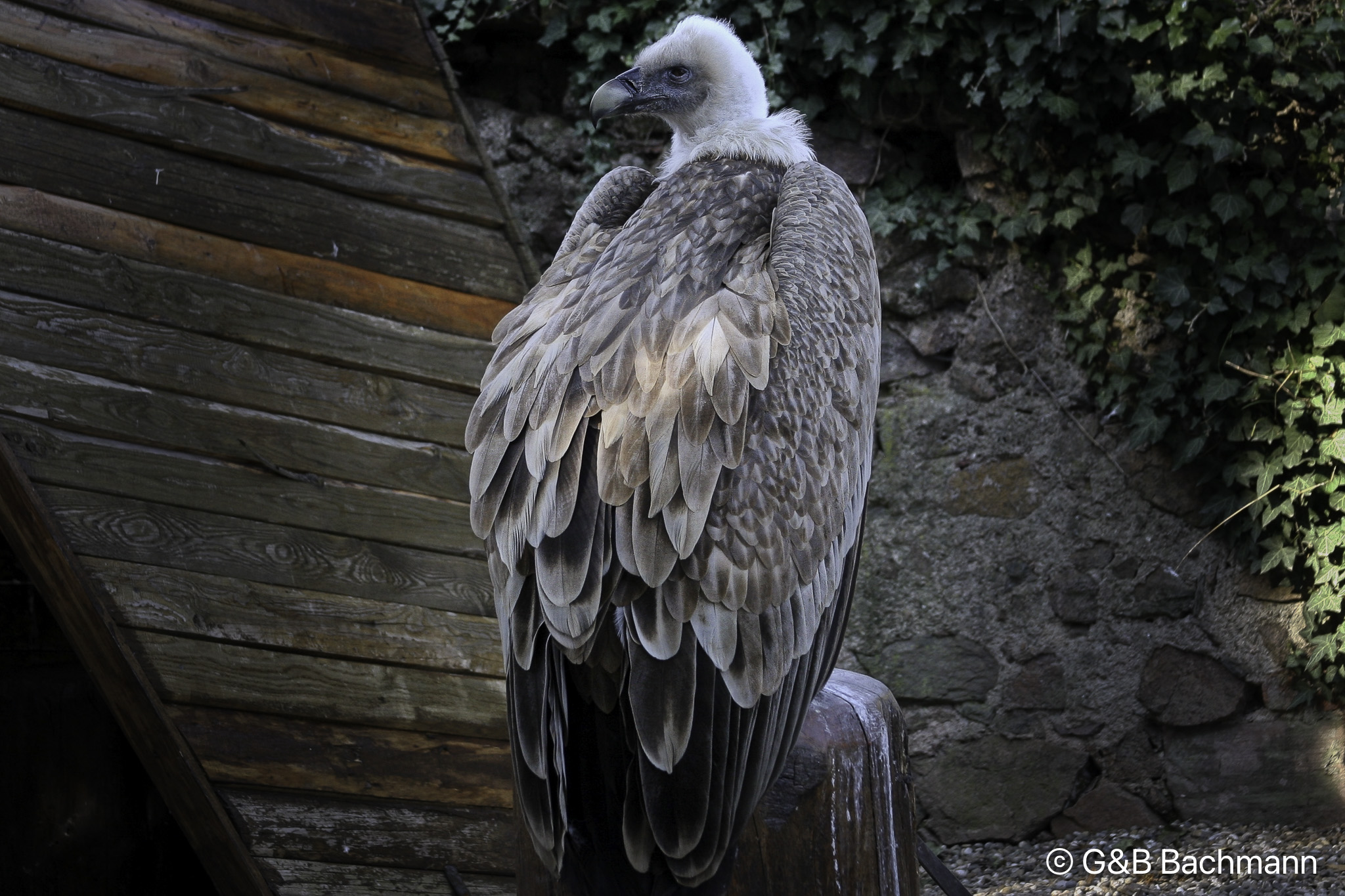 Vautour-Fauve_0003_v1.jpg
