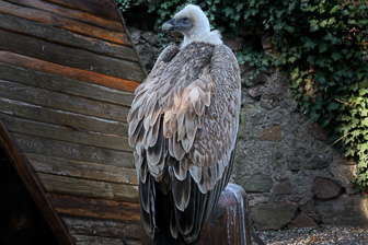Birds of Prey