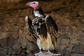 Vautour-a-tete-blanche_0003.jpg