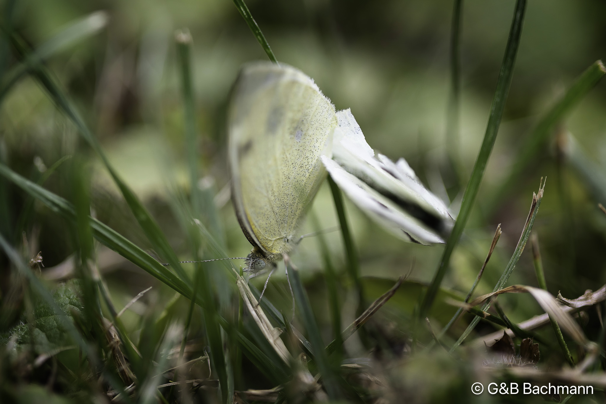 108A8622-Modifier.jpg