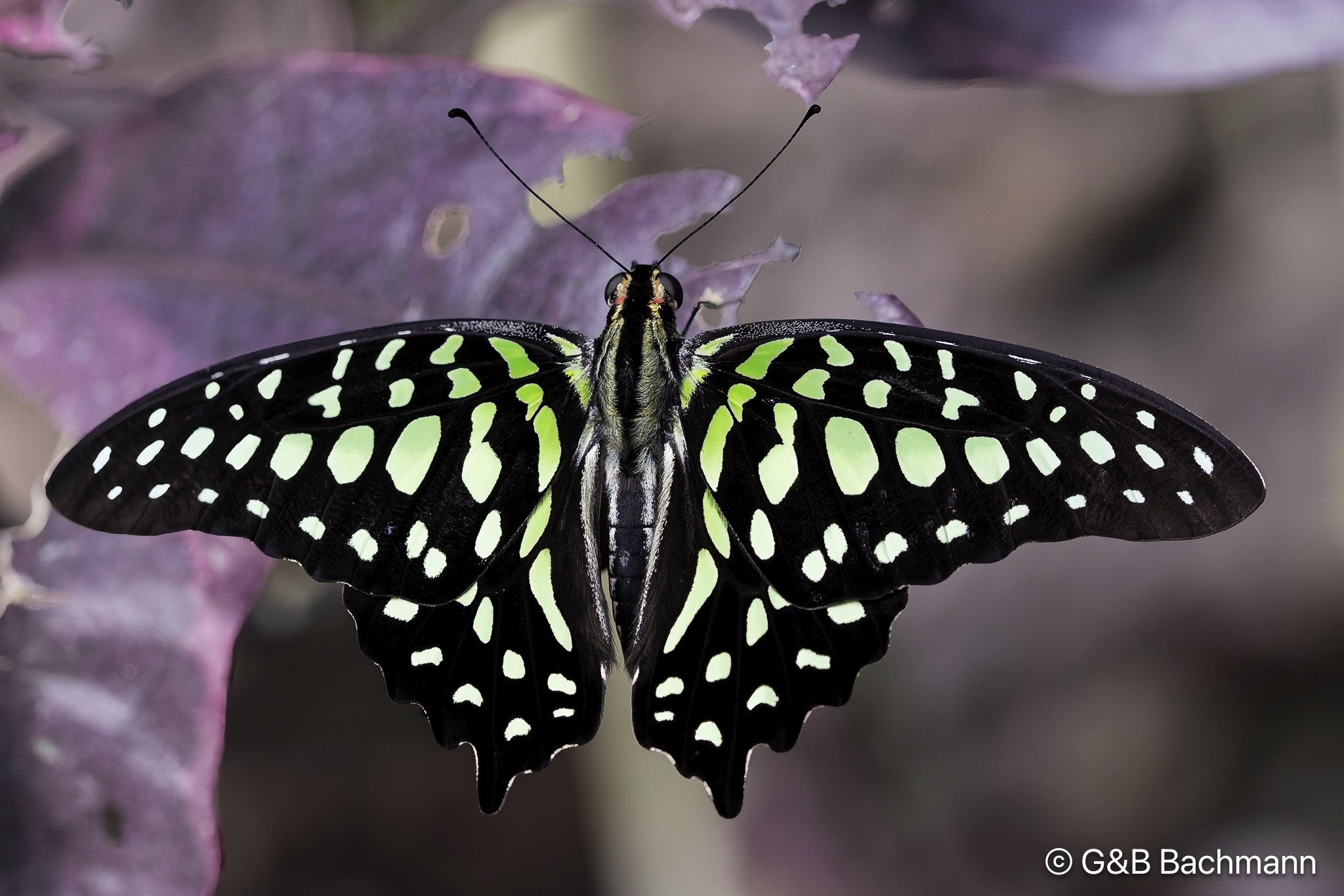 7S8B0195-Modifier.jpg