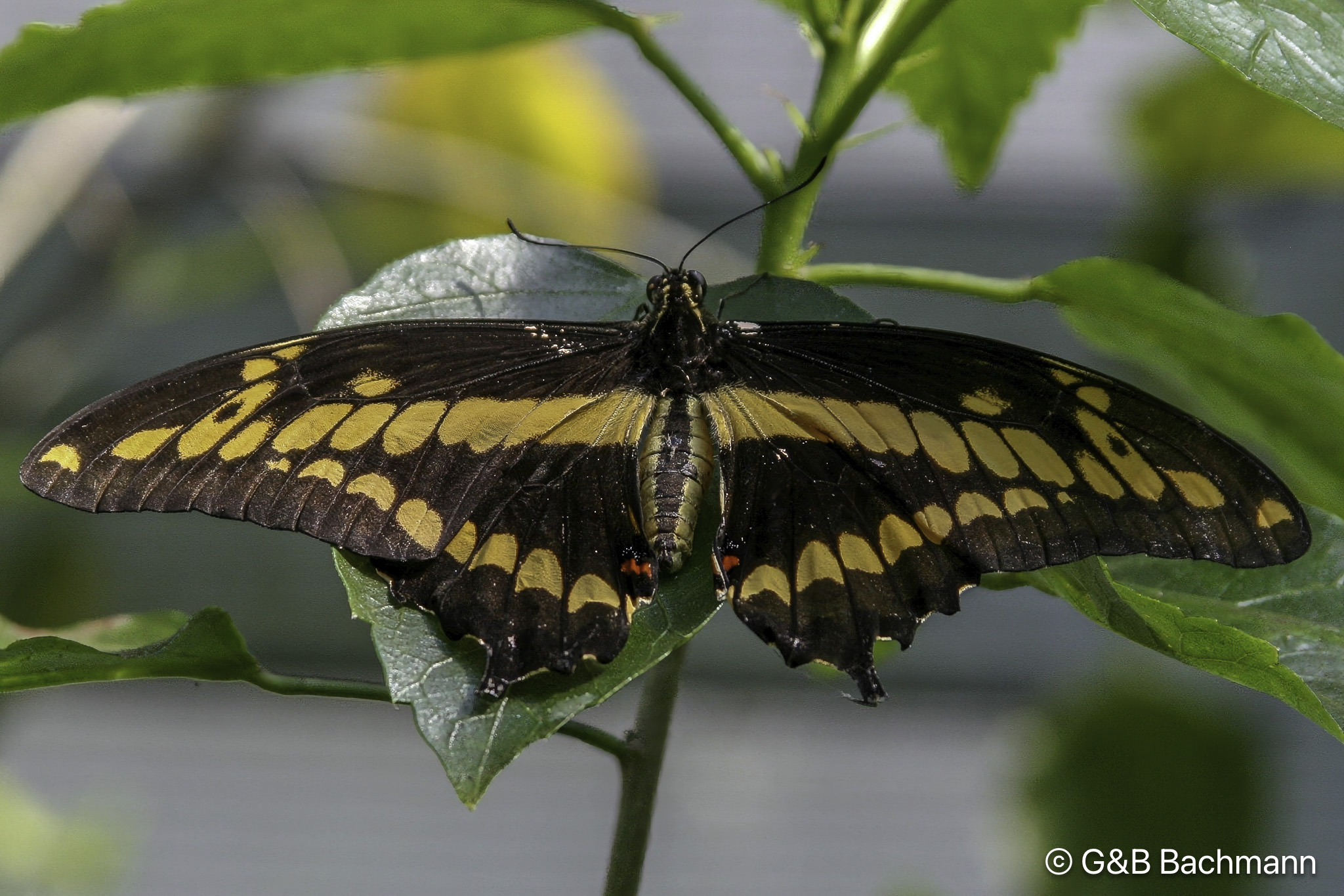 Papillion_0007-Modifier.jpg