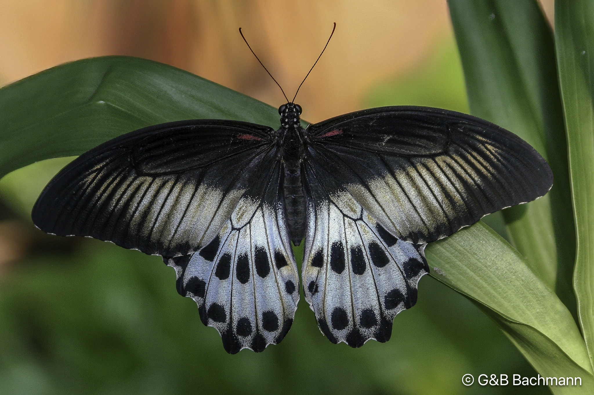 Papillion_0008-Modifier.jpg