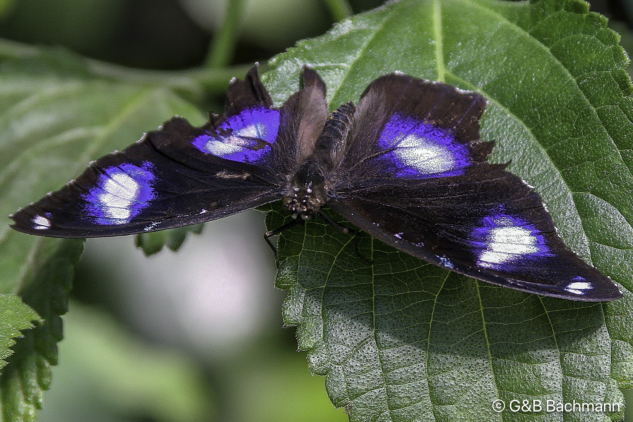 Papillion_0013-Modifier.jpg
