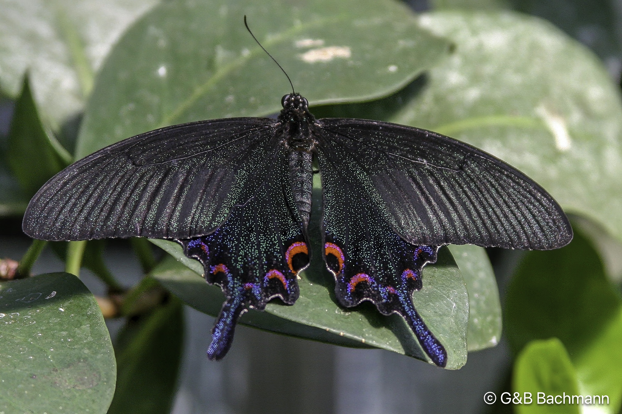 Papillion_0014-Modifier.jpg