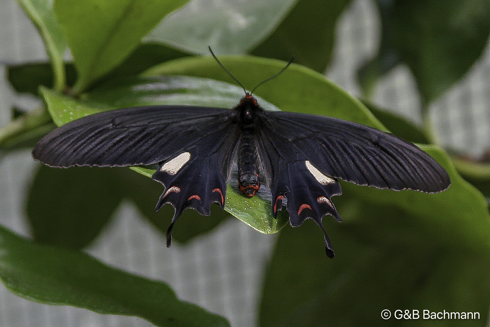 Papillion_0015-Modifier.jpg