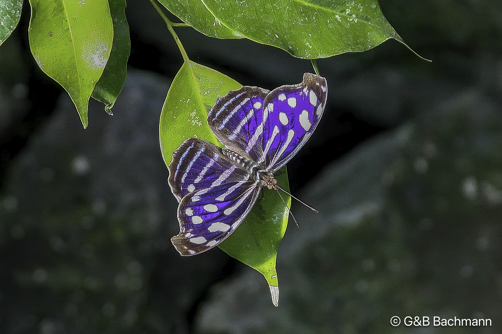 Papillion_0022-Modifier.jpg