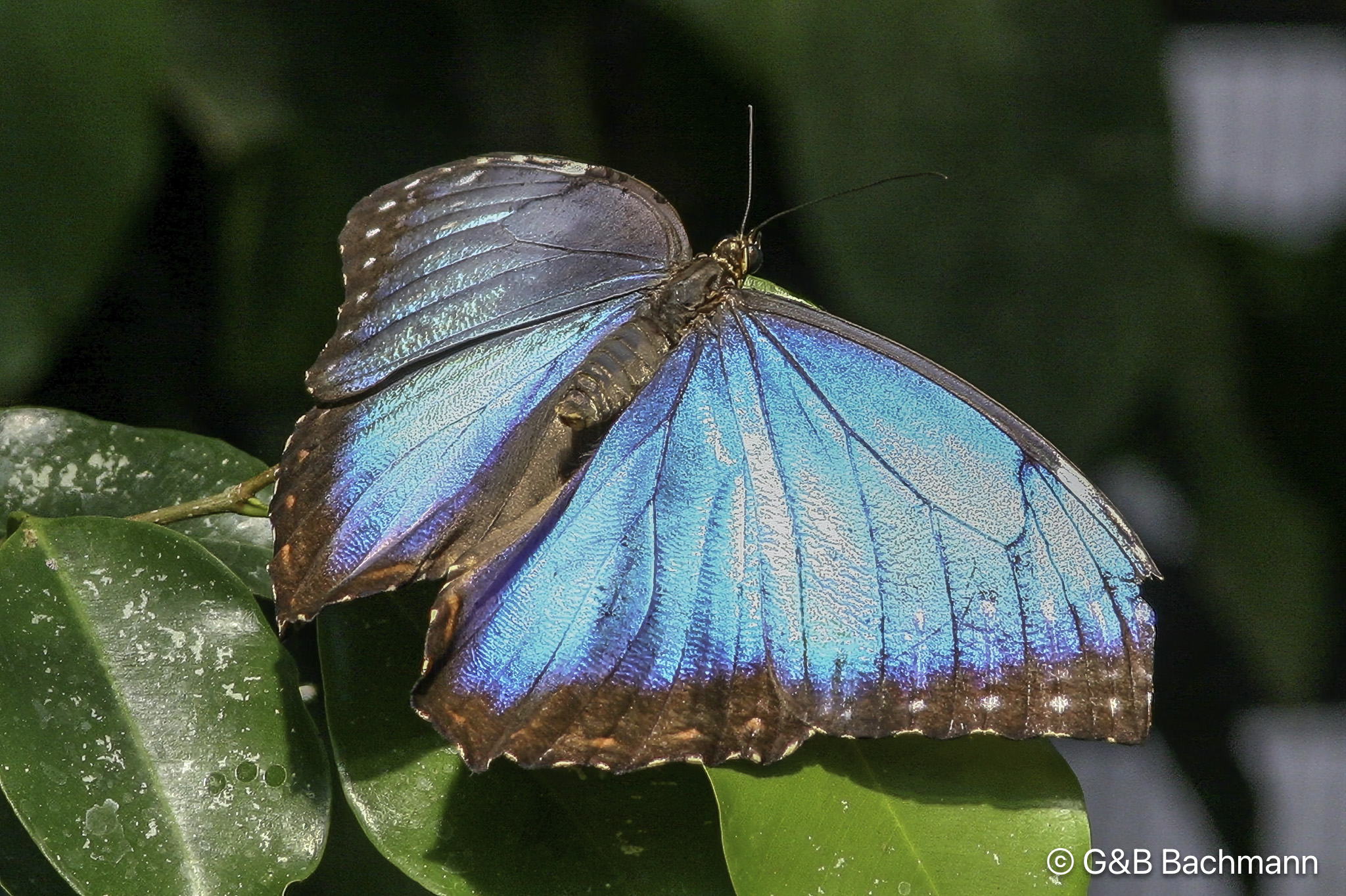 Papillion_0023-Modifier.jpg