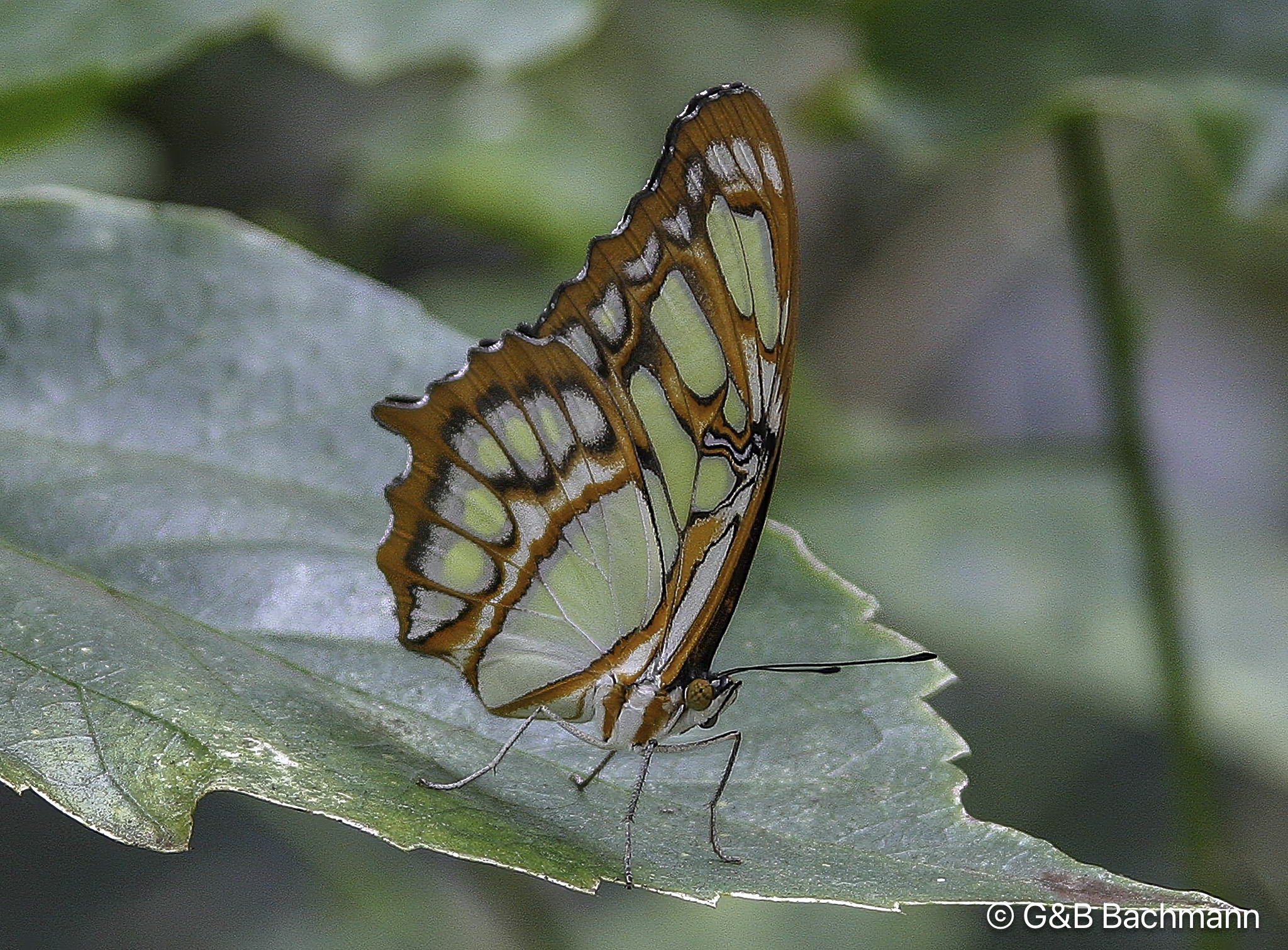 Papillion_0024-Modifier.jpg