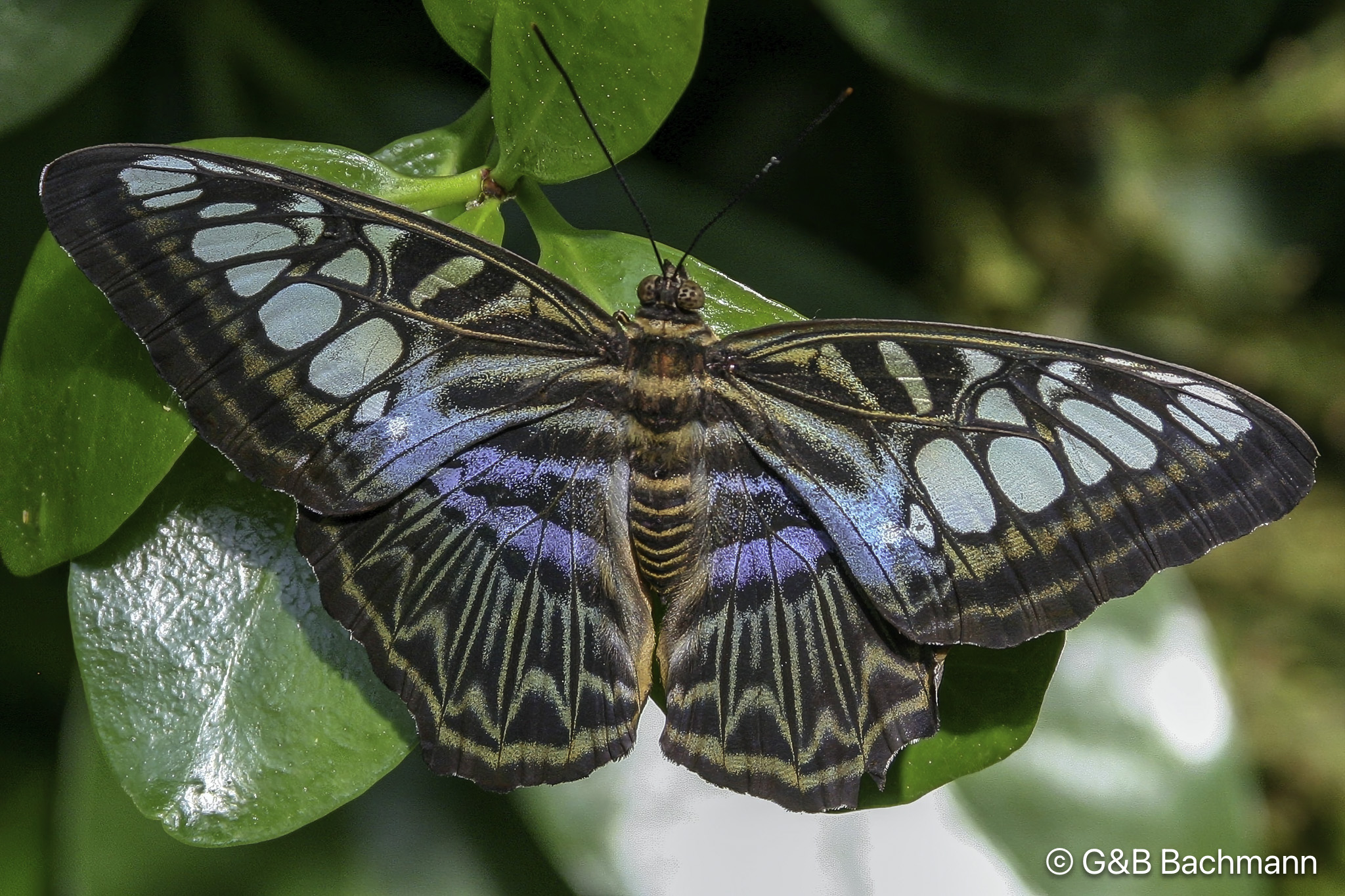 Papillion_0026-Modifier.jpg