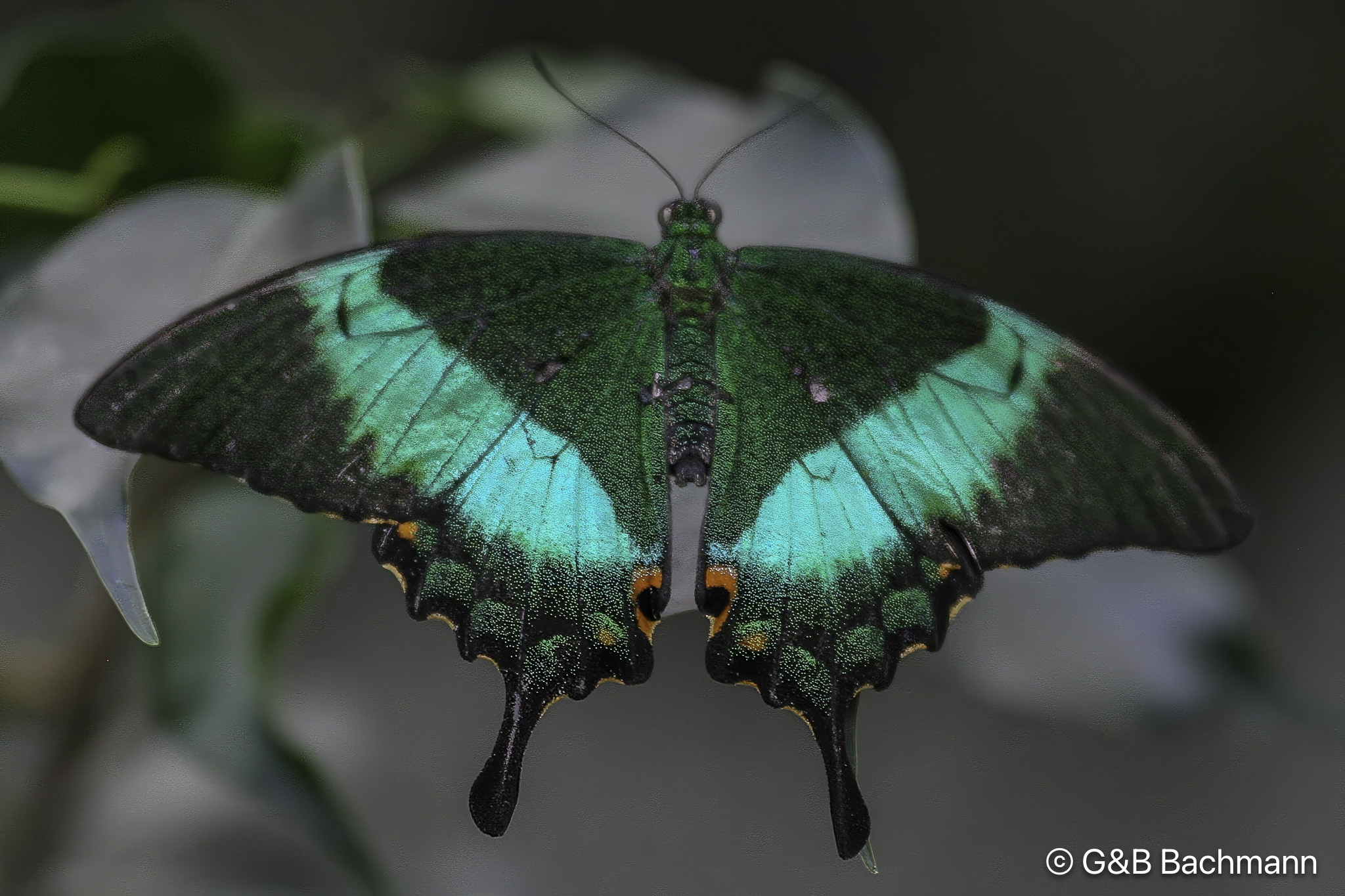 Papillion_0034-Modifier.jpg