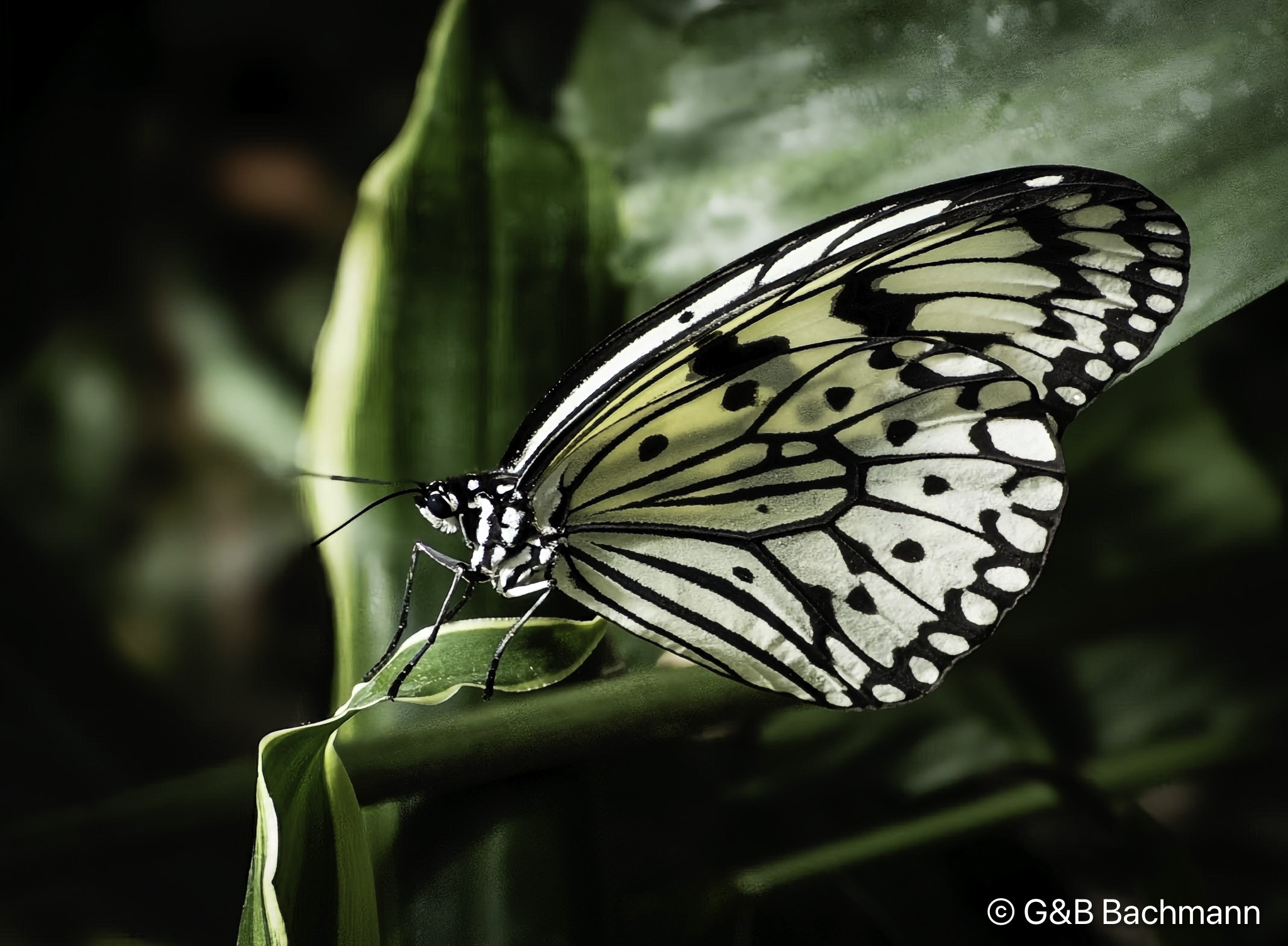 _1010809-Modifier.jpg