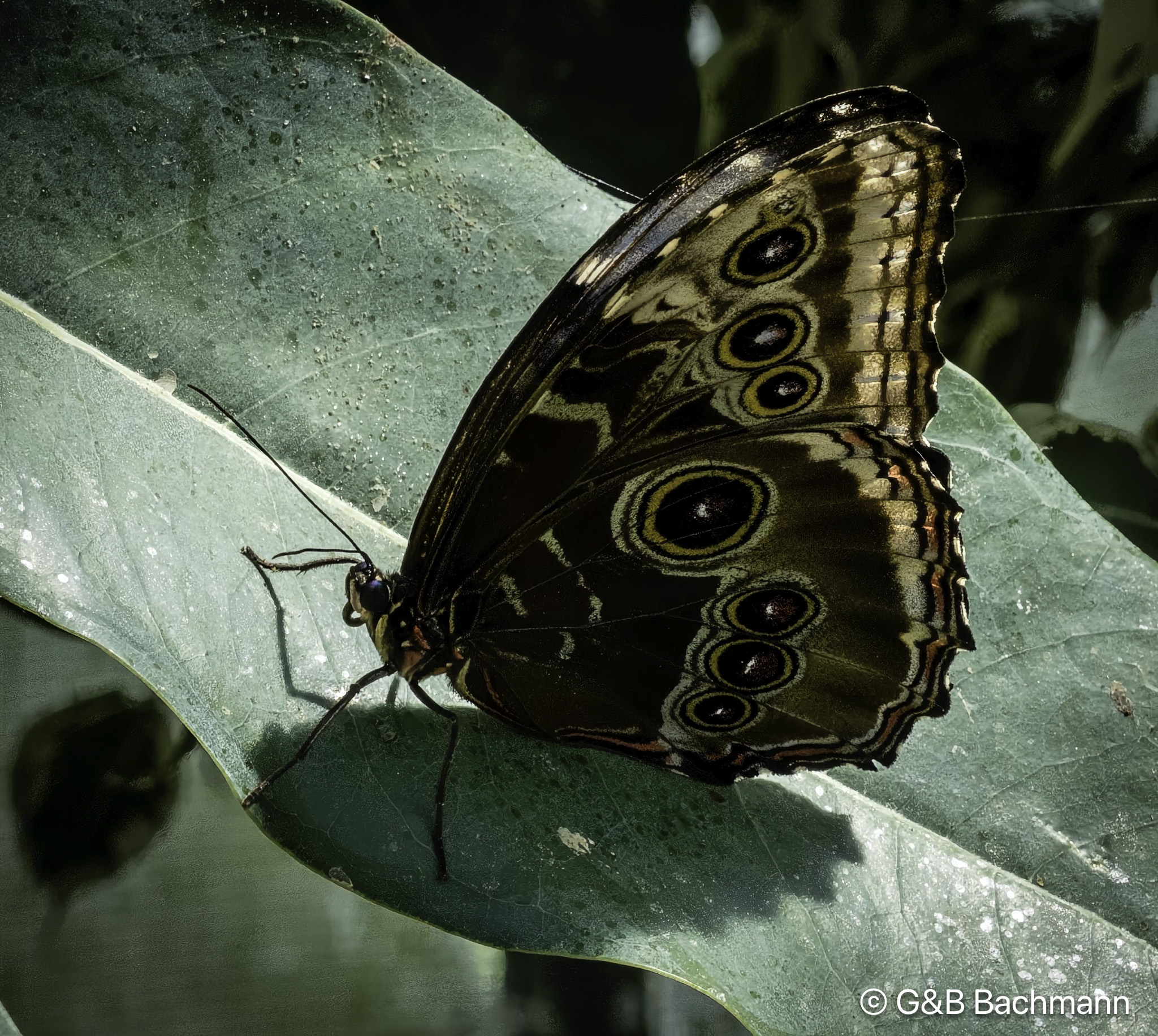 _1010918-Modifier.jpg