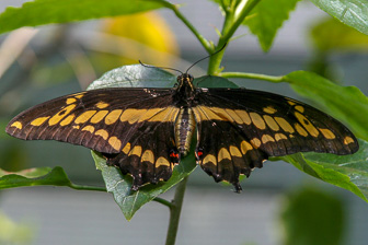 Papillion_0007-Modifier.jpg