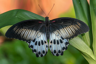 Papillion_0008-Modifier.jpg