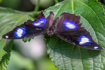 Papillion_0013-Modifier.jpg
