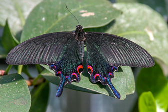 Papillion_0014-Modifier.jpg