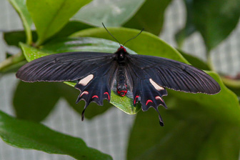 Papillion_0015-Modifier.jpg