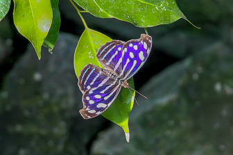 Papillion_0022-Modifier.jpg