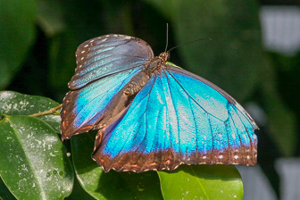 Papillion_0023-Modifier.jpg