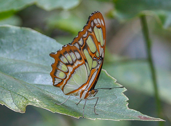 Papillion_0024-Modifier.jpg