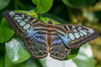 Papillion_0026-Modifier.jpg