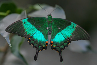 Papillion_0034-Modifier.jpg