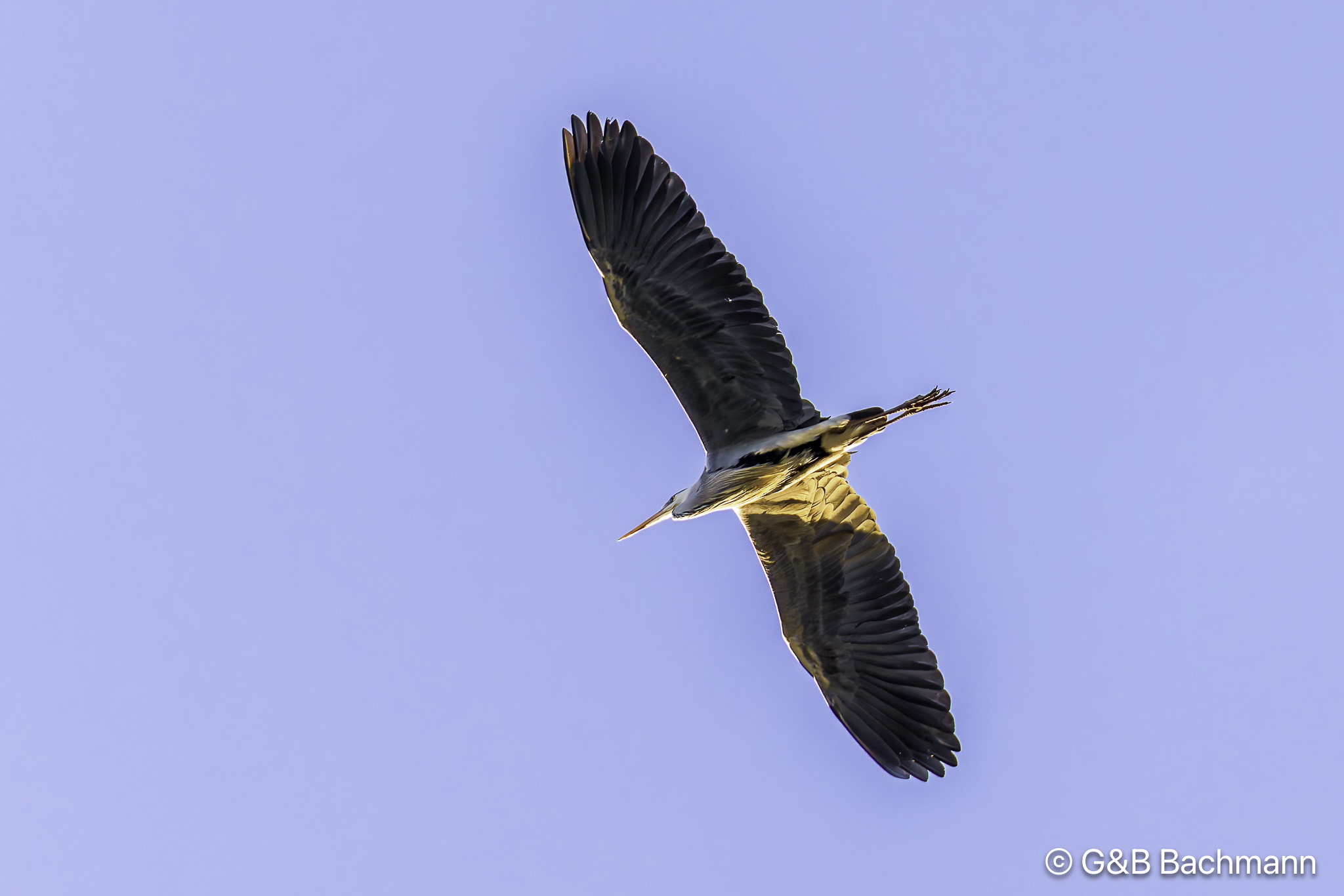 0W0A5656_DxO.jpg