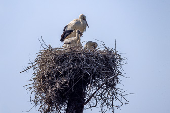 Misc Birds