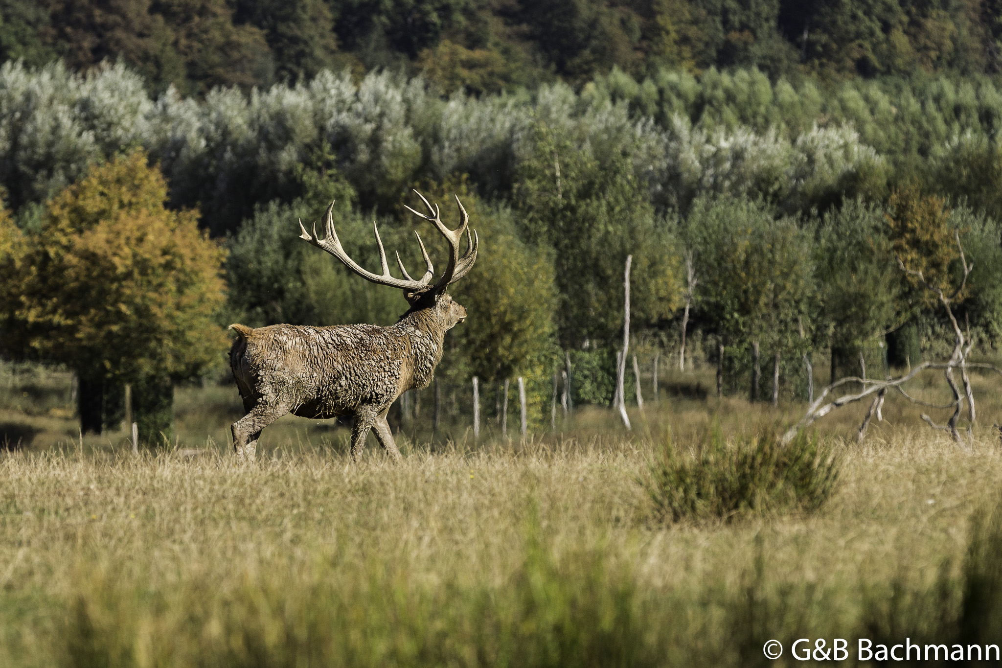 201611_Cerf-1.jpg