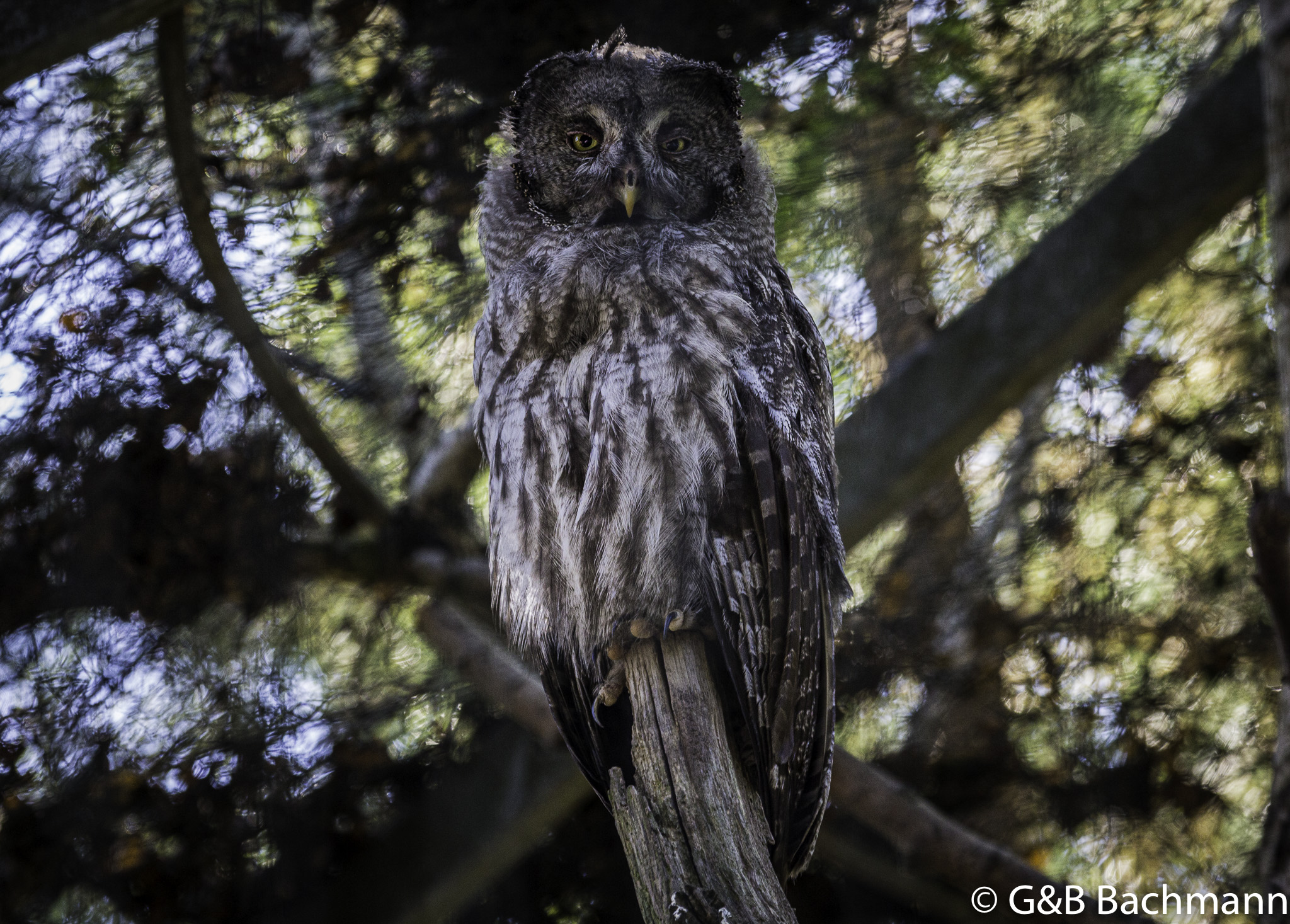 202006_Tawny-Owl.jpg