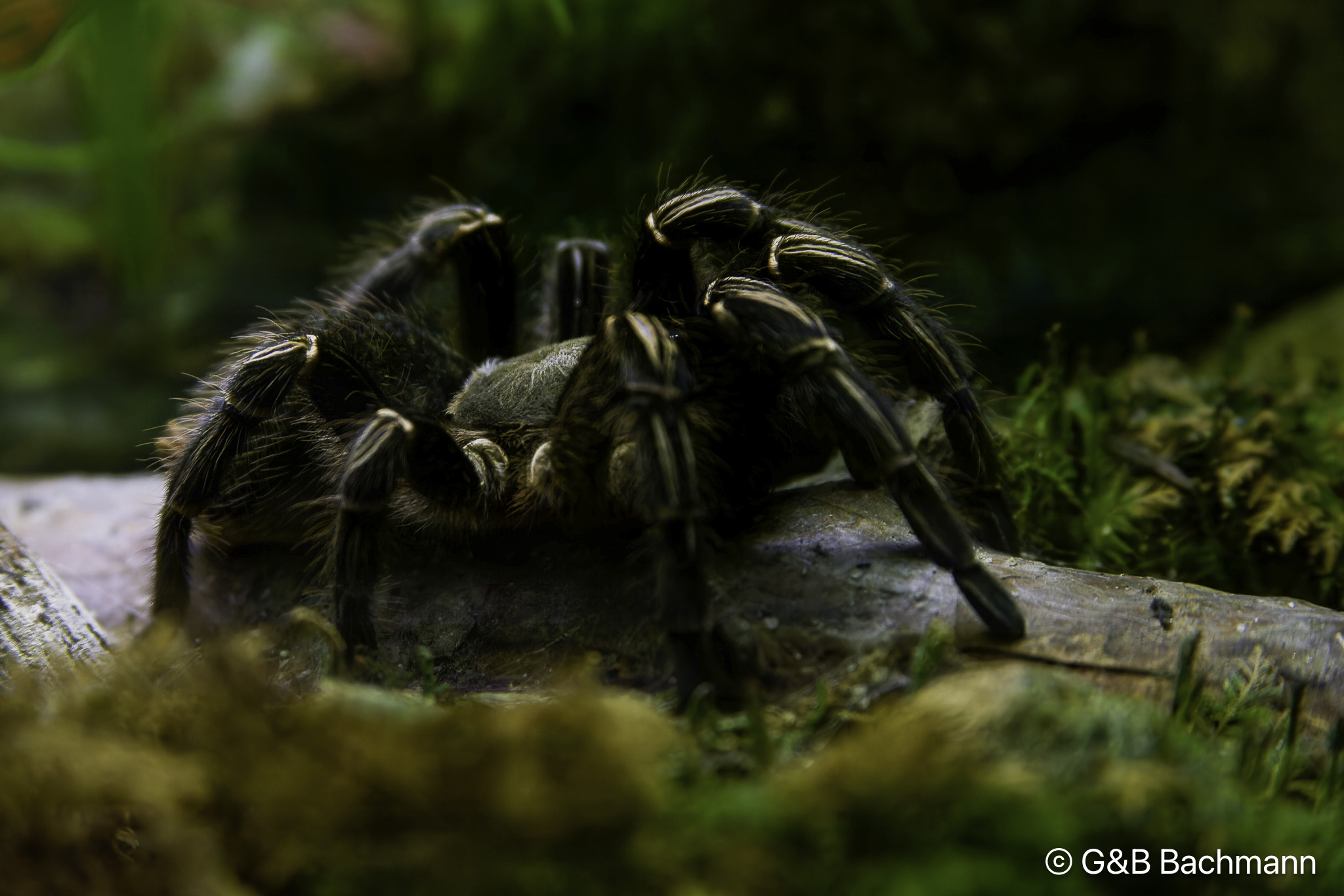 IMG_3076_DxO.jpg