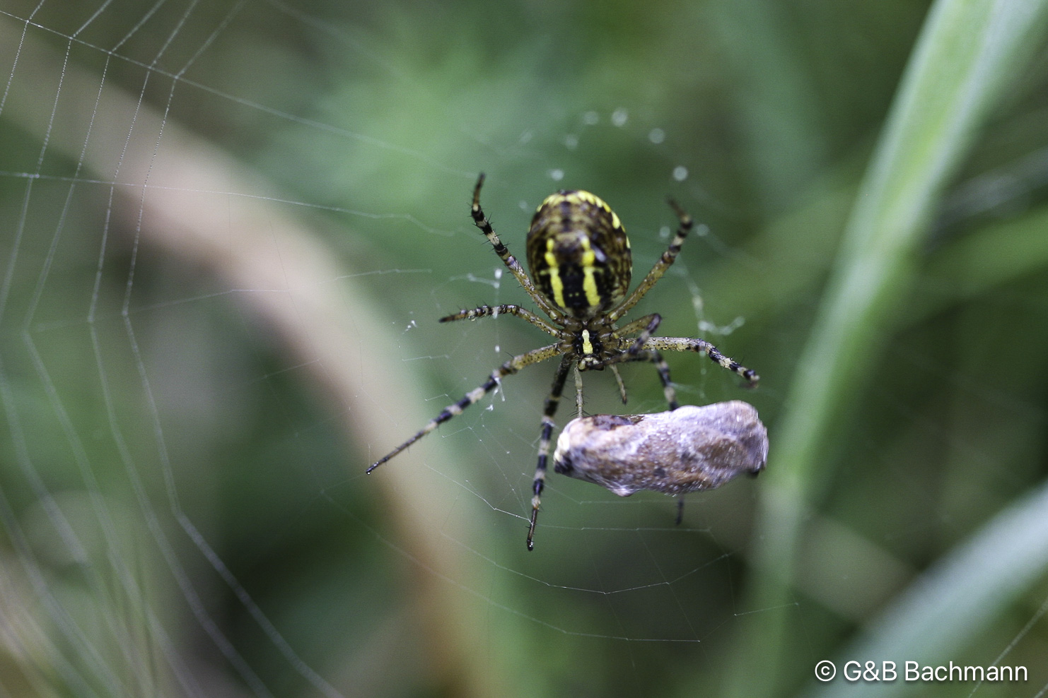 Spider_0009.jpg