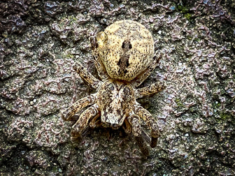 Spiders