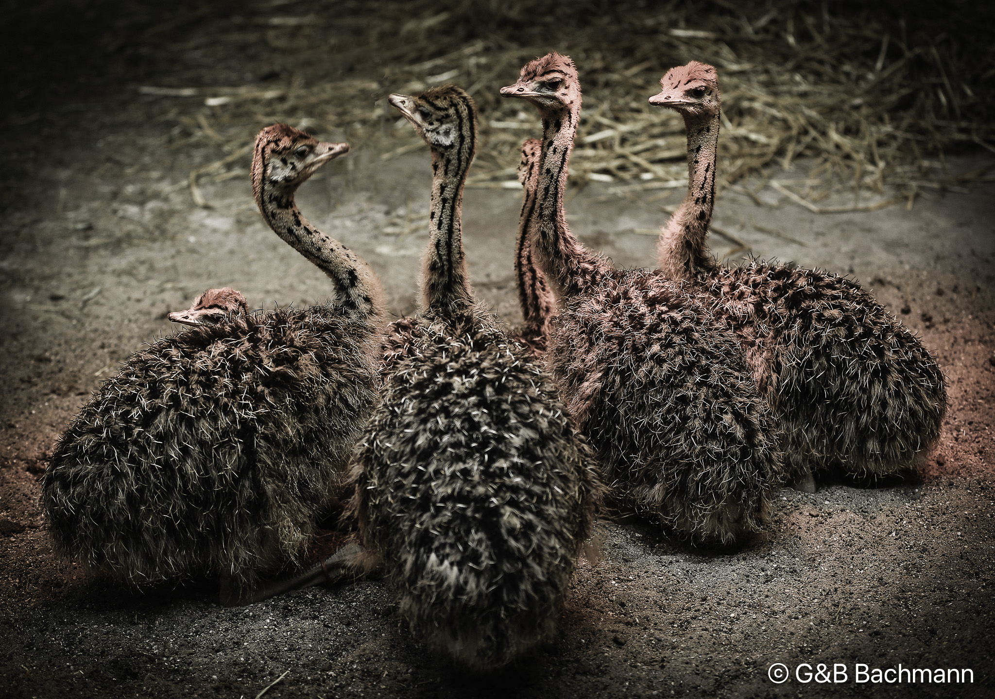 201505_Ostrich_Babies.jpg